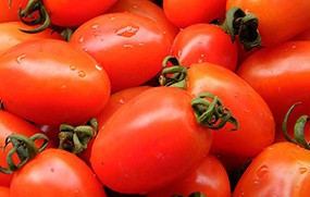 有机蔬菜--小西红柿